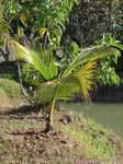 Cocos nucifera var. yellow dwarf