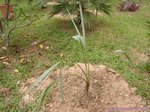 Copernicia alba�