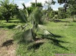 Copernicia fallaensis 
