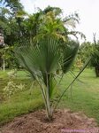 Copernicia fallaensis 