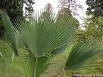 Copernicia fallaensis 