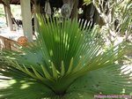 Copernicia macroglossa x rigida 