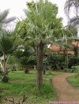 Copernicia prunifera 'gras'