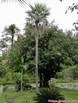 Copernicia prunifera var. filiforme�