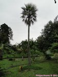 Copernicia prunifera var. filiforme�