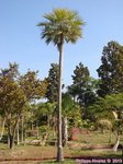 Copernicia prunifera var. filiforme�