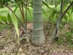 Dypsis cabadae x Dypsis leptocheilos * clumping form