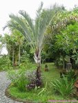 Dypsis decaryi 