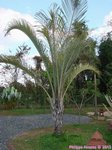 Dypsis decaryi 