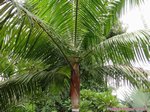 Dypsis leptocheilos 