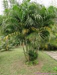 Dypsis lutescens green 