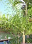Dypsis madagascariensis forme solitaire 