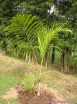 Dypsis pembana 'Clumping' 