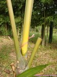 Dypsis pembana 'Clumping' 