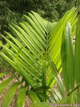 Dypsis pembana 'Clumping' 