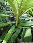 Dypsis rivularis 