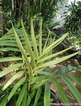 Dypsis rivularis 