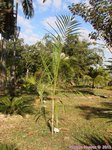 Dypsis saintelucei 