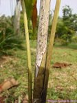 Dypsis saintelucei 