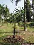 Dypsis utilis 