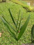 Dypsis utilis 