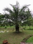 Elaeis guineensis�dwarf