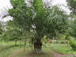 Elaeis guineensis�dwarf