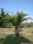 Elaeis guineensis�dwarf