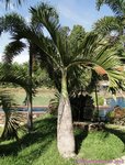 Hyophorbe lagenicaulis 