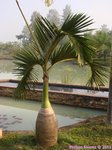 Hyophorbe lagenicaulis 