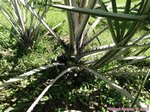 Hyphaene compressa 