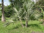 Hyphaene petersiana green 