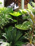 Licuala grandis 