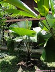 Licuala peltata var. sumawongii 