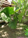 Licuala peltata var. sumawongii 