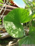 Licuala peltata var. sumawongii 