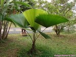 Licuala peltata var. sumawongii 