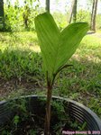 Licuala ramsayi ? * Graines vendues pour ramsayi 