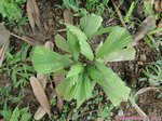 Licuala triphylla * ex stenophylla ou filiformis