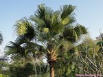 Livistona chinensis 