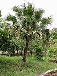 Livistona chinensis 