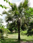 Livistona chinensis 