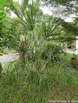 Livistona drudei 
