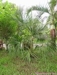 Livistona drudei 