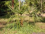 Livistona drudei 