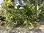 Livistona fulva = L. Sp. Blackdown
