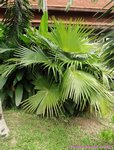 Livistona jenkinsiana 
