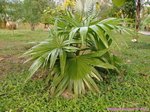 Livistona saribus�