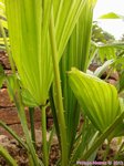Livistona sp. ? Hybride ?�