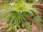 Livistona sp. ? Hybride ?�